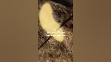 [قَالَ رَبِّ أَرِنِي أَنظُرْ إِلَيْكَ] سورة الأعراف || حمزة بوديب