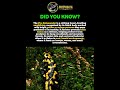 Fire Salamander: Beauty with a Warning 🔥🦎 #wildlifeshorts #predatorlore #FireSalamander#Shorts