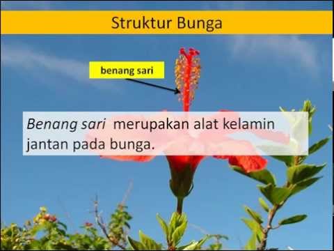 Video: Perbedaan Antara Benang Sari Dan Putik