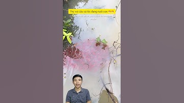 Câu cá lóc bông đang nuôi con #cacconvat #docla #fishing