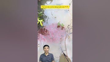 Câu cá lóc bông đang nuôi con #cacconvat #docla #fishing