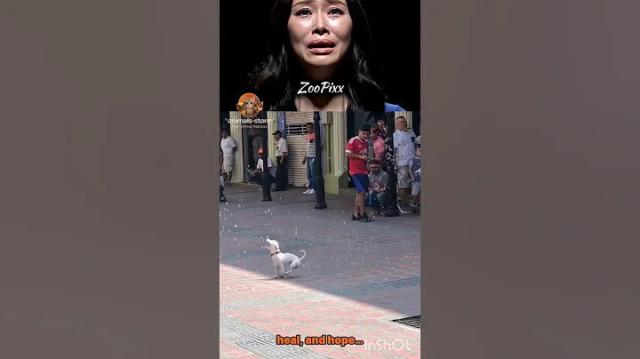 Video 11806291: best funny cat