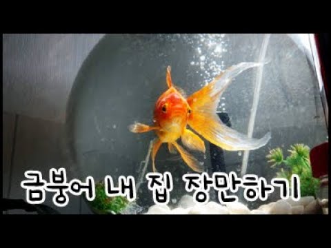 금붕어 내집 장만하기!