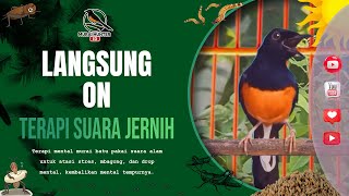 Download Lagu TERAPI MENTAL MURAI BATU MURAI SUARA JADI TEMBUS \u0026 JERNIH MP3