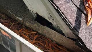 Hidden Wildlife Damage That Could DESTROY Your Home.