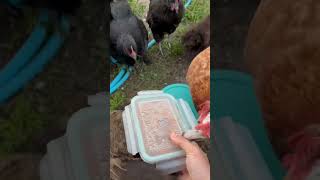 Chickens Eating Butternut Squash #backyardchickens #chickens #shorts