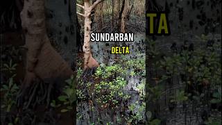“Sundarban Delta – The Living Wonder of Nature 🌿🐅”#shorts #environment