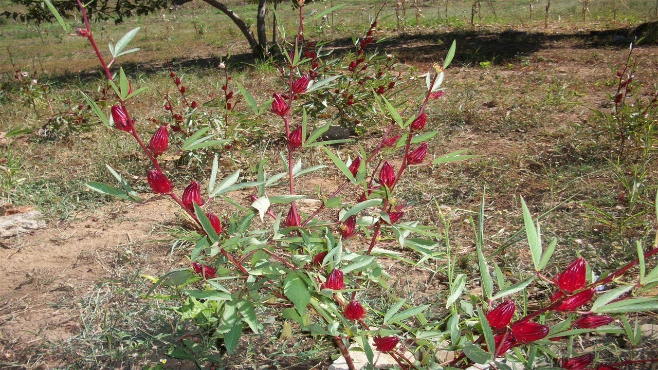 Flor De Jamaica Propiedades Medicinales ⇒ Para Que Sirve El Te De Flor