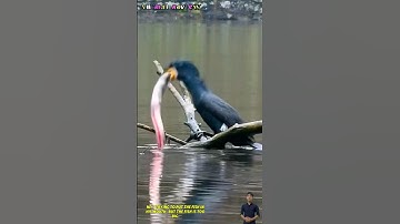 Chim cốc bắt được một bác on cá to và dài nuốt không trôi nên bỏ đi