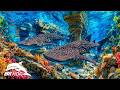 Epic Beauty Deep Ocean Creatures in 8K HDR | Dolby Vision™