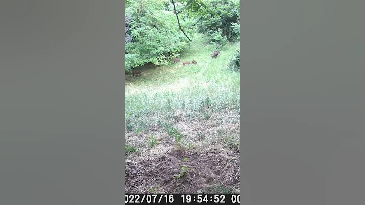 Wild boar family #wildlife #wildboar #nature #animals #family #photography #fyp #shorts #trailcam