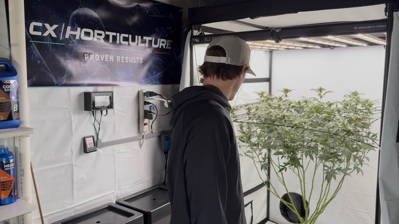 Day 21 Flower Update!!