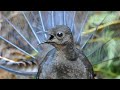 طائر القيثارة الطائر العجيب يستطيع تقليد جميع الأصوات  اصوات الألات  والطيور