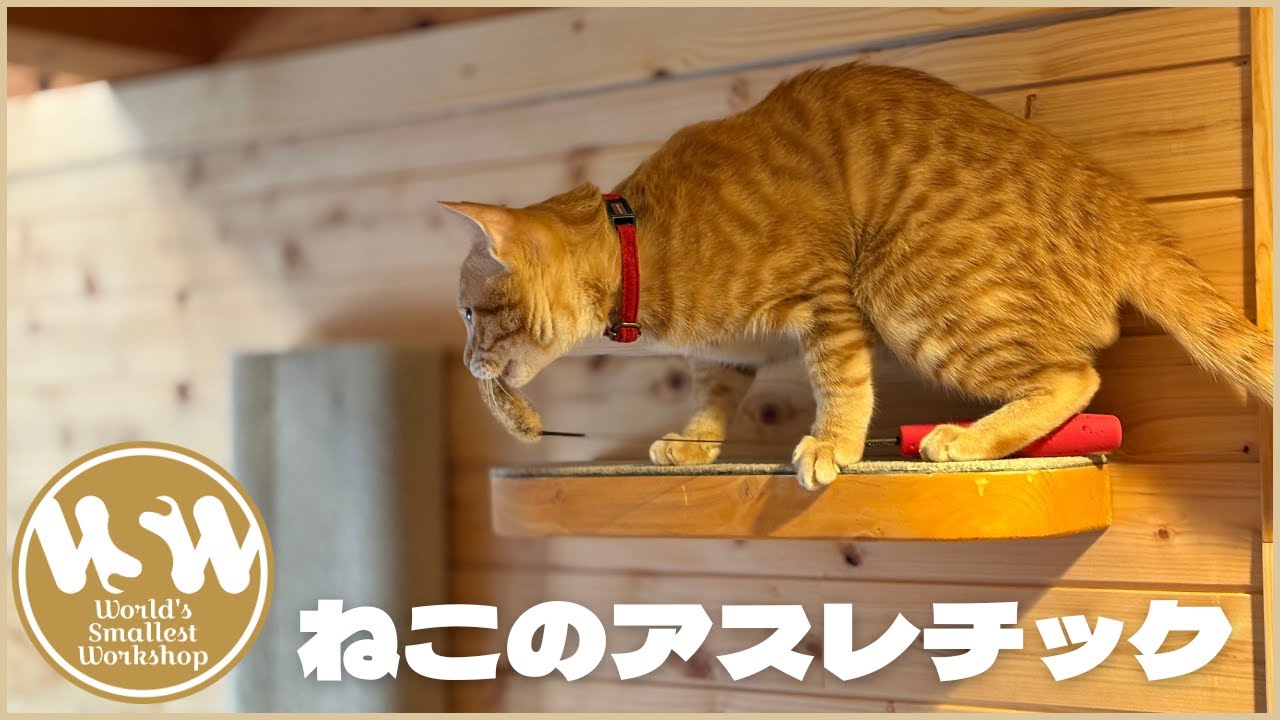 キャットタワー 猫 遊び場 おもちゃ 2x4で作るキャットタワーと猫の遊び場 #DIY - YouTube
