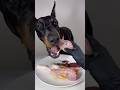 ASMR🔥生肉を食べるドーベルマン🥩#ドーベルマン　#doberman #dogasmr #asmr #咀嚼音 #犬ご飯　#mukbang #rawfood #dogmukbang #犬の咀嚼