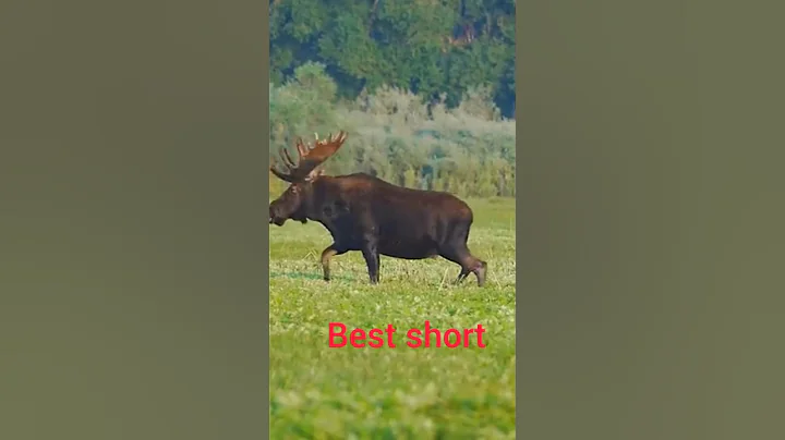 80 Yard follow up MOOSE MISSILE#archery #elk #deerkhan