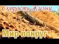 Скорость жизни хищников и их жертв. Документальный фильм.