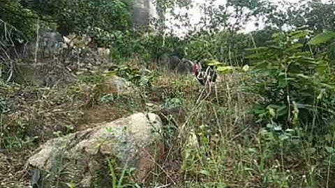 Bẫy gà rừng 17/12/2020 gà mồi gặp bổi sung