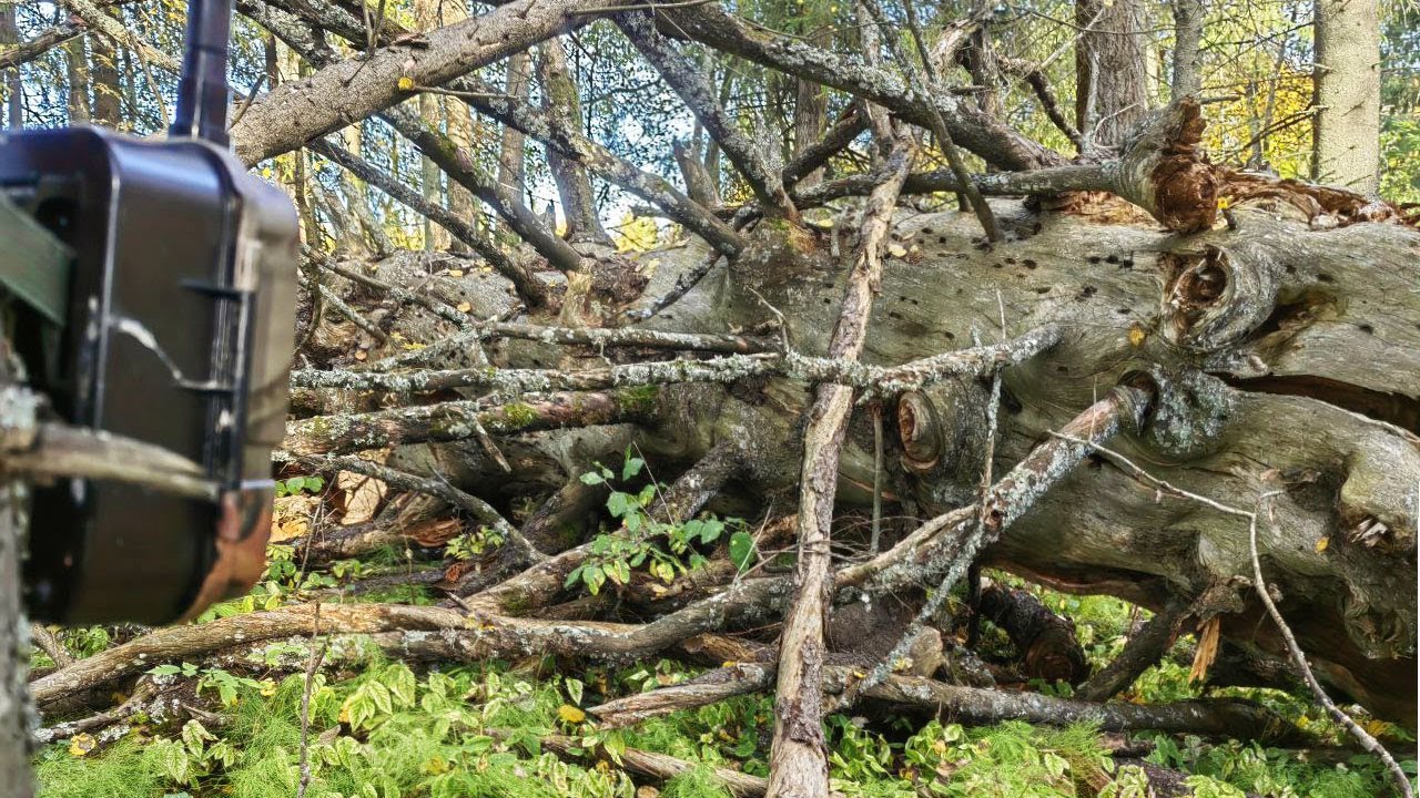 Нашел в лесу Жуткое дерево и оставил ФОТОЛОВУШКУ! Вот кто пришел!