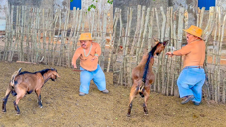 BODE ATACA PILILIU E ELE PEDE SOCORRO 😱| PILILIU DA RESENHA