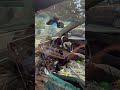 MG Hector suncontrol film garware international scratch resistant #plz_subscribe_mychannel #like