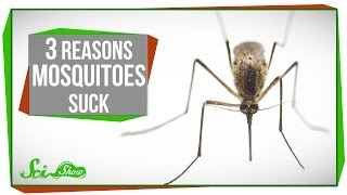 3 Reasons Mosquitoes Suck