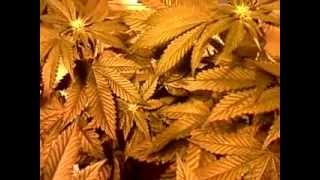 KushCanucks Cataract Kush Grow + More