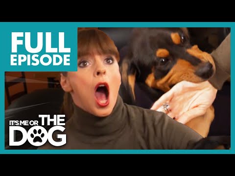 Rottweiler Bite Attack During Training | Full Episode | It's Me or The Dog