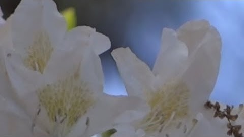 20-القران الكريم، سورة ابراهيم، القارئ توفيق الصايغ (live screene) Quran Surah Ibrahim