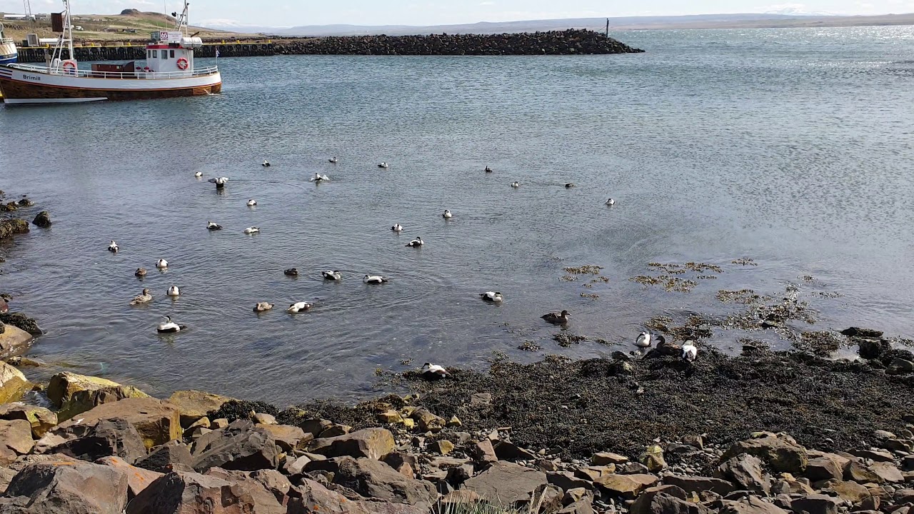 Common eider in Hvammstangi, Iceland 