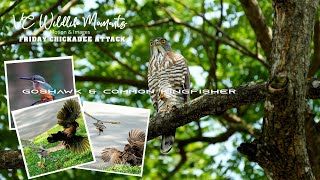 Goshawk Hunts Chick - Friday at the Office Pasir Ris Park