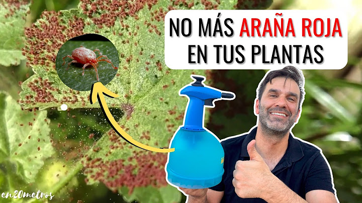 ELIMINAR ARAÑA ROJA, SOLUCIÓN ECOLÓGICA: insecticida para #arañuela (spider mite) || en20metros