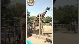 Drunk Guy rides a Giraffe at the Zoo