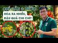 Kỹ thuật xử lý cà chua ra nhiều hoa, đậu nhiều trái, đảm bảo thành công 100%