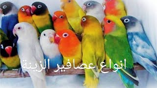 انواع عصافير الزينة | Types of ornamental birds