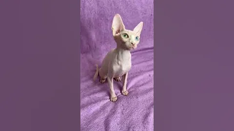 Watch the video about White Beauty Don Sphinx Yumi