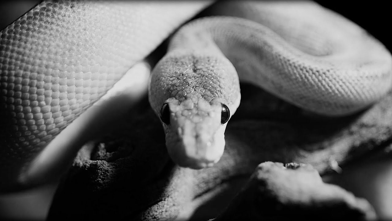 The Church - Reptile (Covering my favourites 1) - YouTube