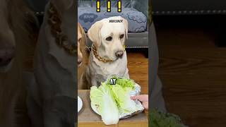 The Look On His Face 😂