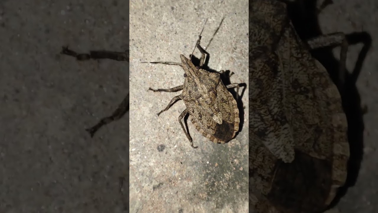 Brown marmorated stink bug 