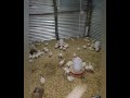 Kuroiler Vs Broiler chickens. Dos and Don'ts plus management in Zambia 2026.