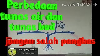 perbedaan tunas air dan tunas bud anggur