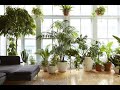 10 ESPÉCIES DE PLANTAS PARA TER DENTRO DE CASA.- IDEAL PARA DECORAR A SUA SALA.