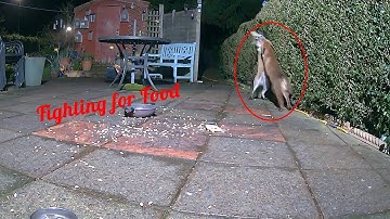 Reolink Captures: Slight disagreement