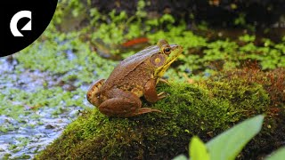 2 Hours of Frog Sounds 🐸 Insects, Crickets and Wind Ambience for Focus and Relax