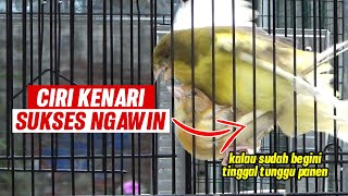 Ciri-ciri kenari sukses kawin | Cara Mengawinkan Kenari Yang Benar