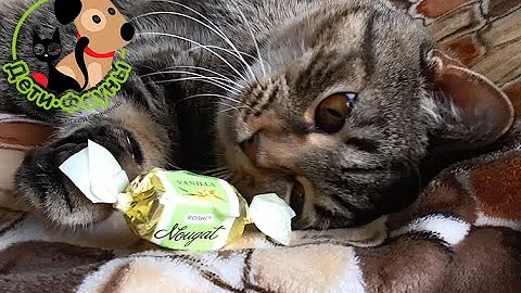 Можно ли сладкое собакам и кошкам?