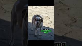 part 2?🙏🏼|| #dlaciebie #dog #wybijesie part 2?🙏🏼|| #dlaciebie #dog #wybijesie