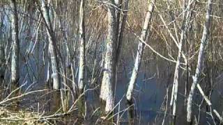 Field Sparrow Song