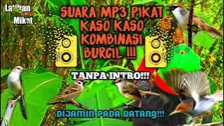 MP3 PIKAT BURUNG KASO KASO RIBUT/BURCIL!!! TERBARU2021