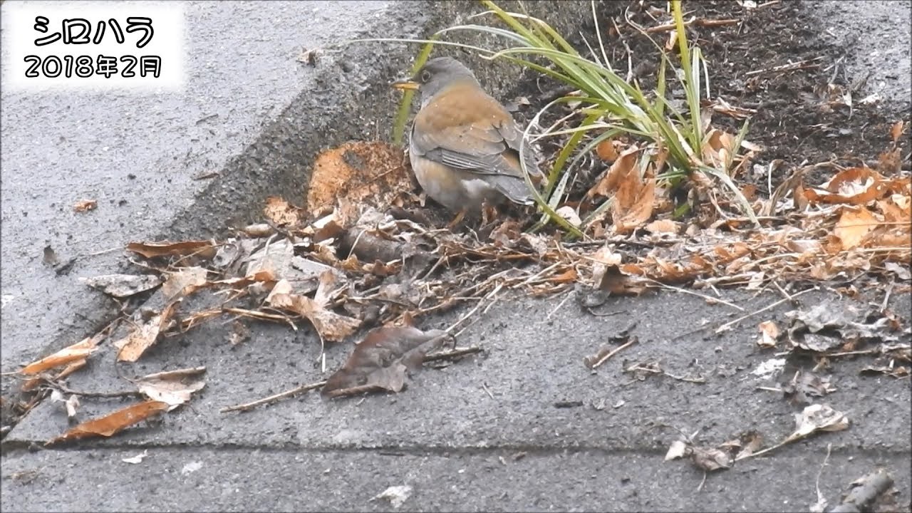 野鳥雨靴 シロハラ Pale Thrush (Turdus pallidus)